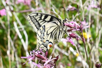 <i>Papilio machaon</i>