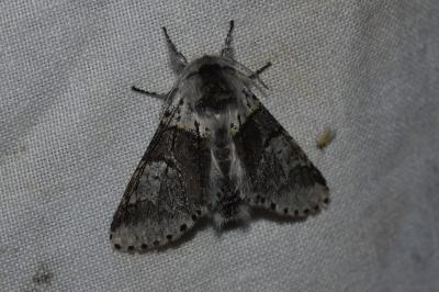 <i>Furcula bifida</i>
