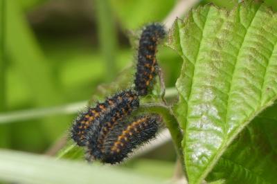 <i>Saturnia pavonia</i>