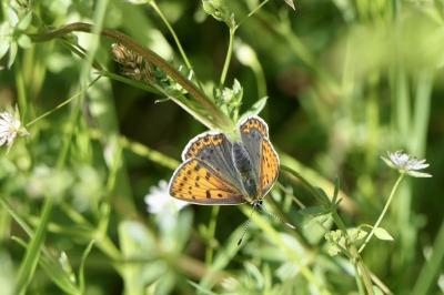 <i>Lycaena tityrus</i>