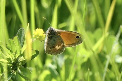 <i>Coenonympha pamphilus</i>
