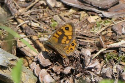 <i>Lasiommata megera</i>