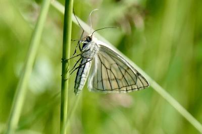 <i>Siona lineata</i>
