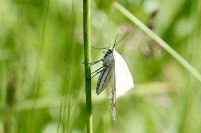 <i>Siona lineata</i>