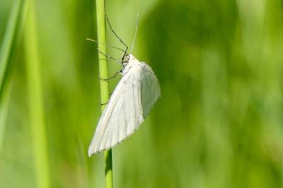 <i>Siona lineata</i>