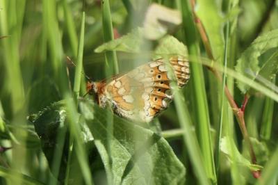 <i>Euphydryas aurinia</i>