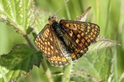 <i>Euphydryas aurinia</i>
