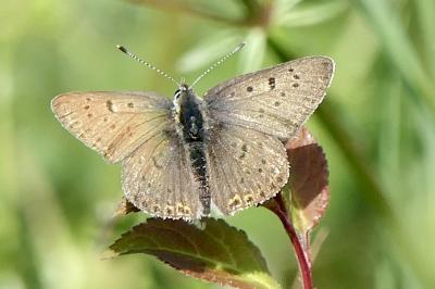<i>Lycaena tityrus</i>