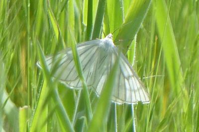 <i>Siona lineata</i>