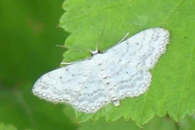 <i>Idaea seriata</i>