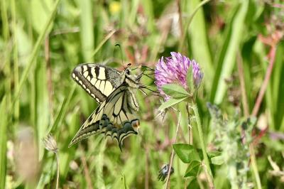 <i>Papilio machaon</i>
