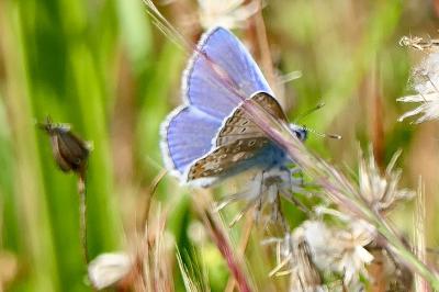<i>Polyommatus icarus</i>
