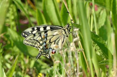 <i>Papilio machaon</i>