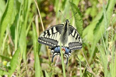 <i>Papilio machaon</i>