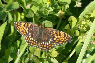 <i>Melitaea phoebe</i>