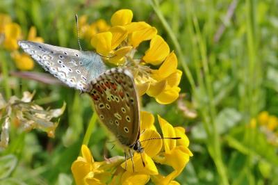 <i>Lysandra bellargus</i>