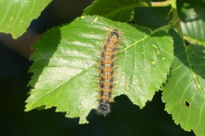 <i>Nymphalis polychloros</i>