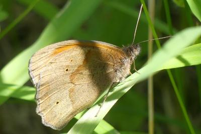 <i>Maniola jurtina</i>