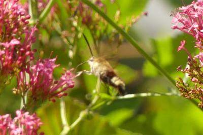 <i>Hemaris fuciformis</i>