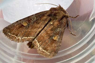 Lacanobia oleracea