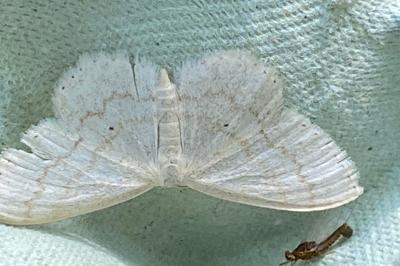 <i>Scopula floslactata</i>