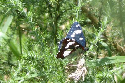 <i>Limenitis reducta</i>