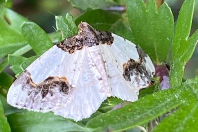 <i>Ligdia adustata</i>