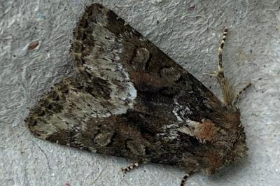 <i>Oligia</i>