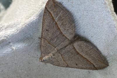 <i>Petrophora chlorosata</i>