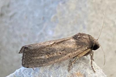 <i>Proxenus hospes</i>
