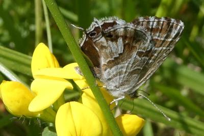 <i>Cacyreus marshalli</i>