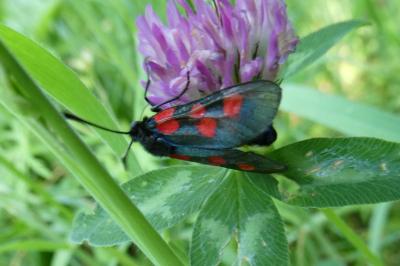 <i>Zygaena trifolii</i>