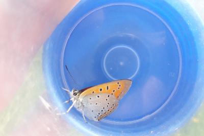<i>Lycaena dispar</i>