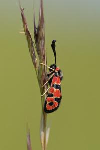 <i>Zygaena fausta</i>