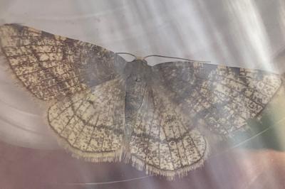 <i>Stegania trimaculata</i>