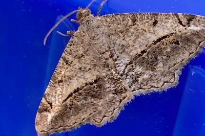 <i>Chiasmia aestimaria</i>