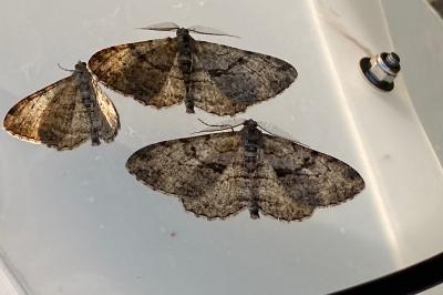 <i>Peribatodes rhomboidaria</i>