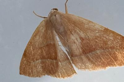 <i>Hylaea fasciaria</i>