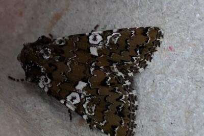 <i>Hadena albimacula</i>
