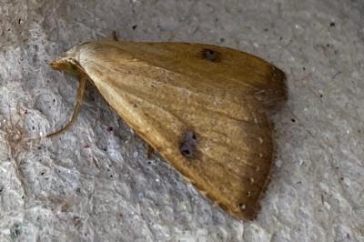 <i>Rivula sericealis</i>
