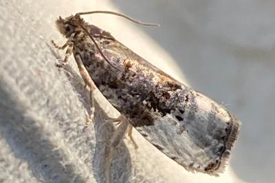 <i>Hedya nubiferana</i>