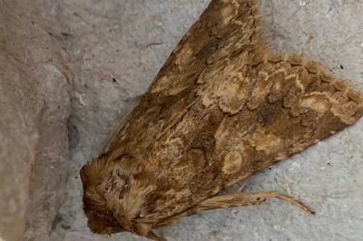 <i>Conisania luteago</i>