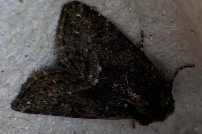 <i>Oligia</i>