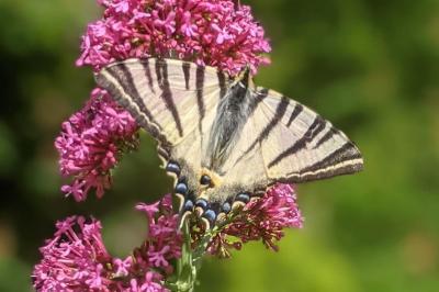 <i>Iphiclides podalirius</i>