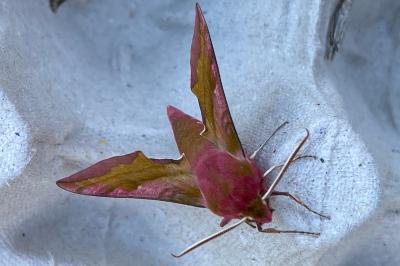 <i>Deilephila porcellus</i>