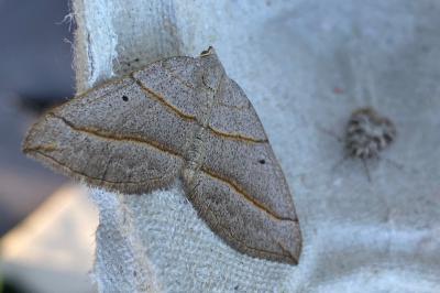 <i>Scotopteryx</i>