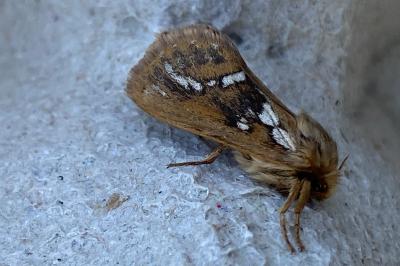 <i>Korscheltellus lupulinus</i>