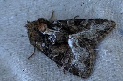 <i>Oligia</i>