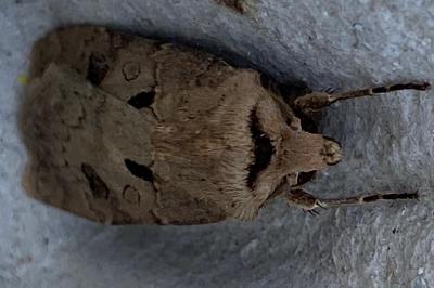 <i>Agrotis exclamationis</i>