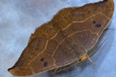 <i>Watsonalla binaria</i>